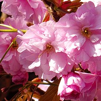 Buy canvas prints of Cherry Blossom Flower by Jane Metters