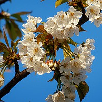Buy canvas prints of White Blossom by Jane Metters