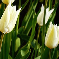 Buy canvas prints of Tulips Ready to Open by Jane Metters