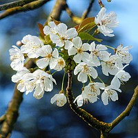 Buy canvas prints of Blossom in Spring by Jane Metters