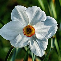 Buy canvas prints of Narcissus Close-Up by Jane Metters