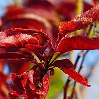 Buy canvas prints of Red Leaves by Jane Metters