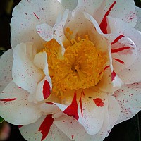 Buy canvas prints of Camellia by Jane Metters