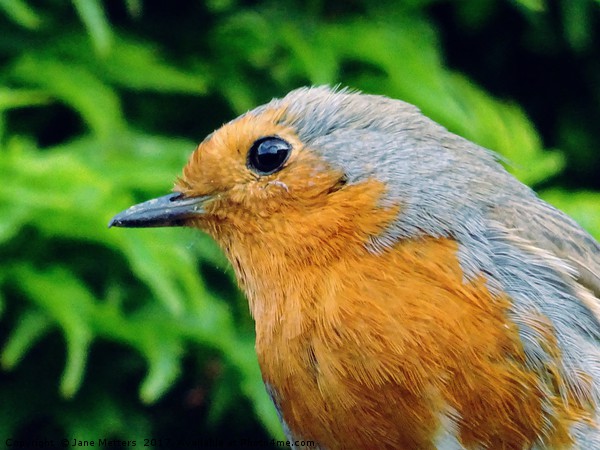 A Close-Up of a Robin Picture Board by Jane Metters