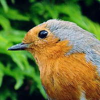 Buy canvas prints of A Close-Up of a Robin by Jane Metters
