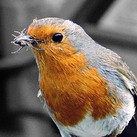 Buy canvas prints of Hungry Robin by Jane Metters