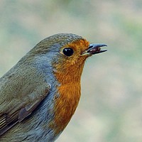 Buy canvas prints of Robin in the Garden by Jane Metters
