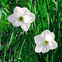 Buy canvas prints of Narcissus Flowers by Jane Metters