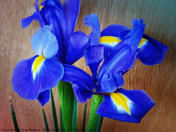 Beautiful Iris Picture Board by Jane Metters