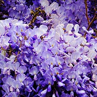 Buy canvas prints of Wisteria by Jane Metters