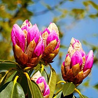 Buy canvas prints of About to Bloom by Jane Metters