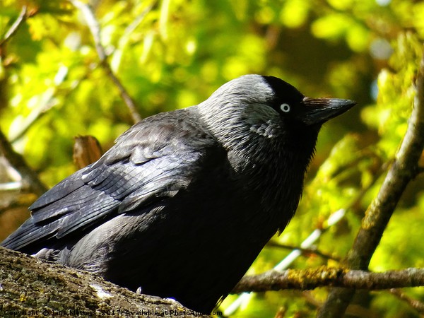 Jackdaw on a Branch Picture Board by Jane Metters