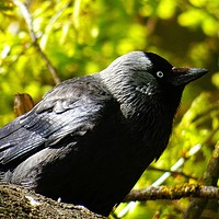 Buy canvas prints of Jackdaw on a Branch by Jane Metters