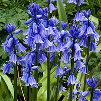 Buy canvas prints of Bluebells by Jane Metters