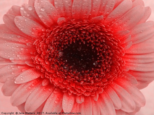    Colourful Gerbera                             Picture Board by Jane Metters