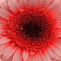 Buy canvas prints of    Colourful Gerbera                             by Jane Metters