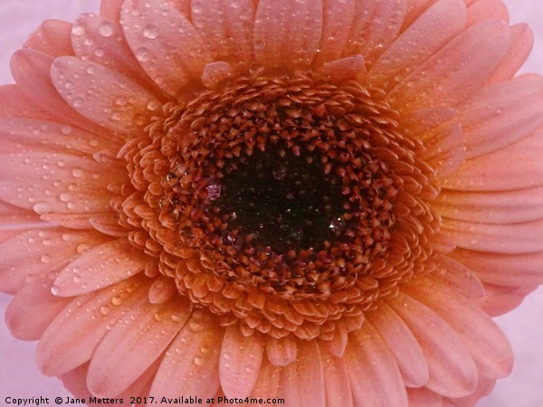       Gerbera Daisy Flower                         Picture Board by Jane Metters