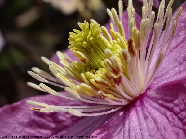      Clematis Close-Up                          Picture Board by Jane Metters