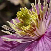 Buy canvas prints of       Clematis Close-Up                          by Jane Metters