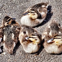 Buy canvas prints of Four Baby Ducklings by Jane Metters
