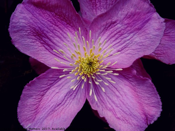 Clematis Flowers Picture Board by Jane Metters