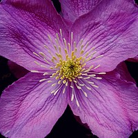 Buy canvas prints of Clematis Flowers by Jane Metters