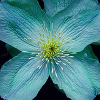 Buy canvas prints of Clematis Art by Jane Metters