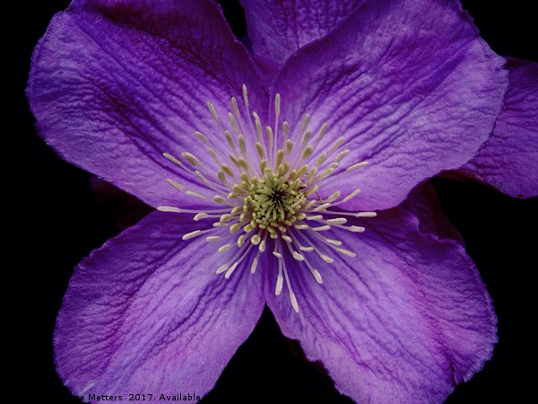 Purple Petals Picture Board by Jane Metters