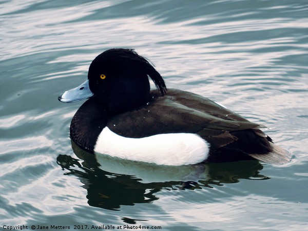 Tufted Duck Picture Board by Jane Metters