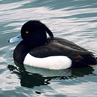 Buy canvas prints of Tufted Duck by Jane Metters