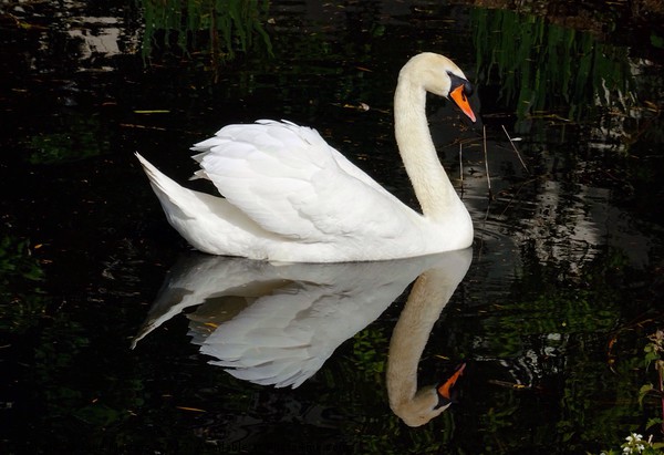 A Swan and his Reflection Picture Board by Jane Metters