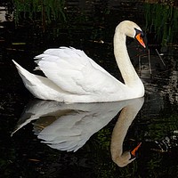 Buy canvas prints of A Swan and his Reflection by Jane Metters