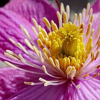 Buy canvas prints of    Clematis Close-Up                             by Jane Metters