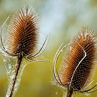 Buy canvas prints of         Teasels                        by Jane Metters