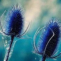 Buy canvas prints of         Teasels in Blue                        by Jane Metters