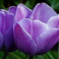 Buy canvas prints of Two Tulips by Jane Metters
