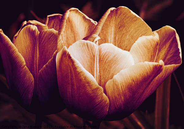 Tulips in Bloom Picture Board by Jane Metters