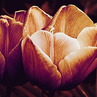 Buy canvas prints of Tulips in Bloom by Jane Metters