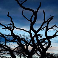 Buy canvas prints of      Silhouette of a Tree                          by Jane Metters