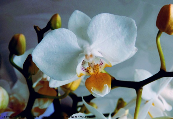 White Mini Orchid Picture Board by Jane Metters