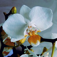 Buy canvas prints of White Mini Orchid by Jane Metters