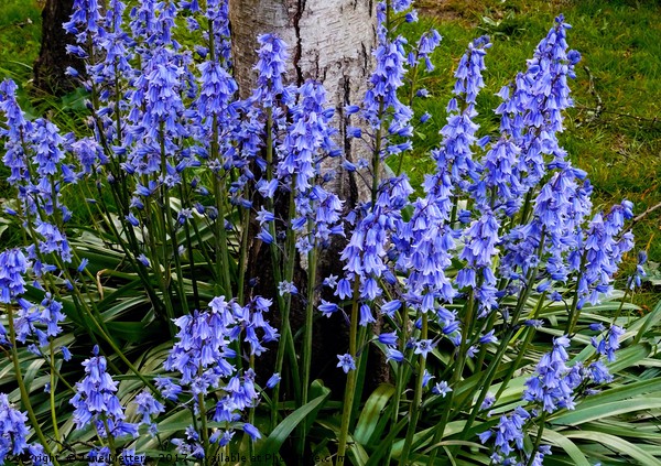     Bluebells                            Picture Board by Jane Metters