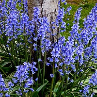 Buy canvas prints of     Bluebells                            by Jane Metters