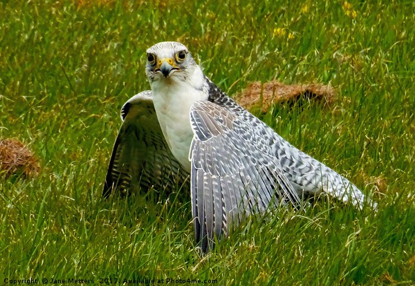 Peregrine Falcon Picture Board by Jane Metters
