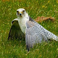 Buy canvas prints of Peregrine Falcon by Jane Metters