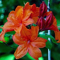 Buy canvas prints of Amaryllis by Jane Metters