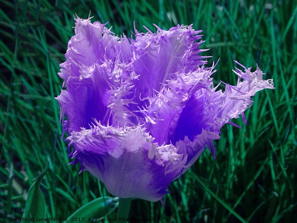 Purple Fringed Tulip Picture Board by Jane Metters