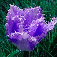 Buy canvas prints of Purple Fringed Tulip by Jane Metters