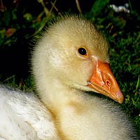 Buy canvas prints of      Gosling Life                           by Jane Metters