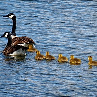 Buy canvas prints of           Canada Goose Family                      by Jane Metters